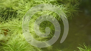 Hydrilla verticillata plant underwater with natural background. photo