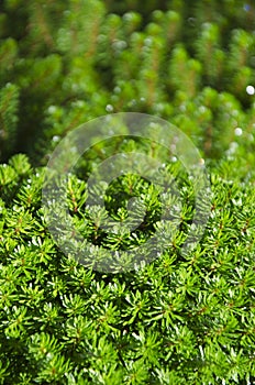 Hydrilla verticillata photo