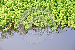 Hydrilla verticillata water weed in river background photo