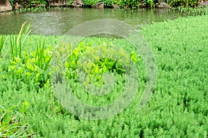 Hydrilla and Water Hyacinth in pond photo