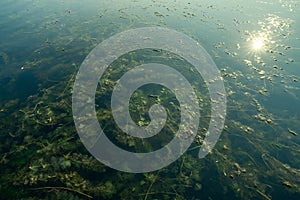 Hydrilla or waterthyme. Hydrilla verticillata. Invasive species in freshwater lake. Aquatic weed. Hydrilla disrupting aquatic photo