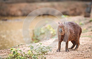Hydrochaeris hydrochaeris - Capybara in the national park