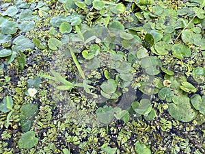 Hydrocharis dubia densely distributed on the water surface