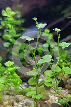 Hydrocotyle Tripartita, aquascape for shrimp photo