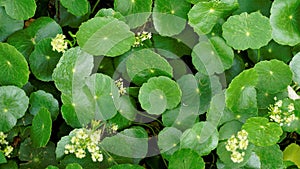 Hydrocotyle verticillata also known as Whorled marshpennywort