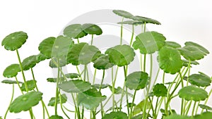 Hydrocotyle vulgaris