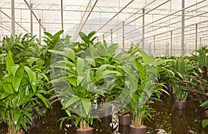 Hydroculture plant nursery photo