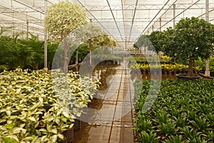 Hydroculture plant nursery in the Netherlands photo