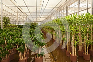 Hydroculture plant nursery various plants