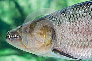 Hydrocynus vittatus, the African tigerfish, tiervis or ngwesh cl