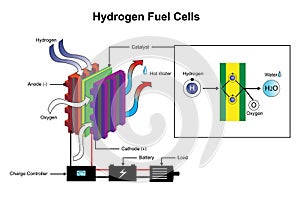 Hydrogen Fuel Cells. Education infographic. Vector design.