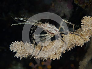 Hydroid decorator crab