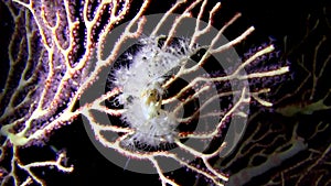 Hydroid decorator crab Hyastenus bispinosus carrying some tips of the hydroid coral from Raja Ampat