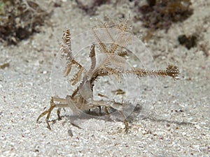 Hydroid Decorator Crabs