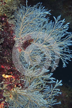 Hydroid fan on vertical wall