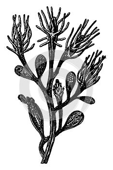 Hydroid freshwater, Colony Cordylophora lacustris, of Edmond after Perrier, vintage engraving