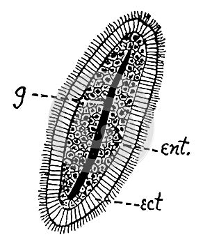 Hydroid Planula, vintage illustration