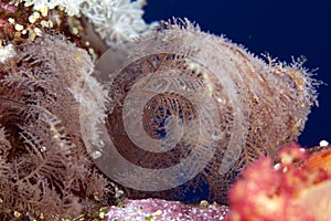 Hydroid (sertularia sp.A)