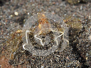 Hydroid spider crab