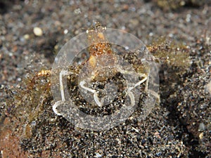 Hydroid spider crab