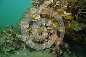 Hydroids on kelp-covered rock