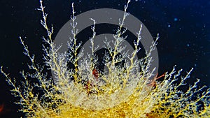 Hydroids Obelia sp. (Coelenterates), Black Sea