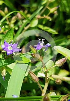 Hydrolea zeylanica rare plant