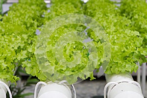 Hydrophonic Plantation