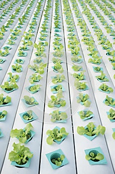 Hydrophonic Plantation