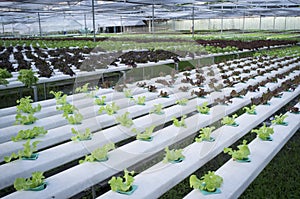 Hydrophonic Plantation