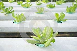 Hydrophonic Plantation