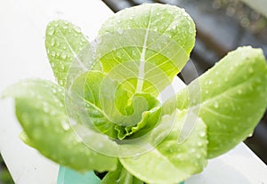 Hydrophonic Plantation