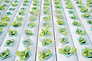 Hydrophonic Plantation