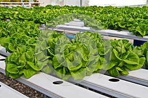 Hydrophonic plantation, lettuce