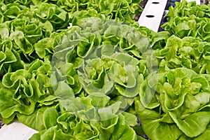 Hydrophonic plantation, lettuce