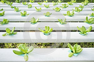 Hydrophonic Plantation