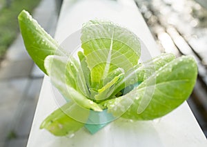 Hydrophonic Plantation