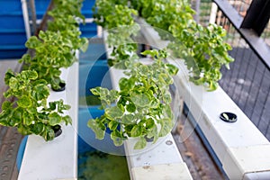 A hydrophonic planting system built at the back of a home with healthy green plants ready for harvest