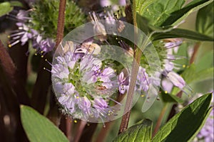 Hydrophyllum capitatum