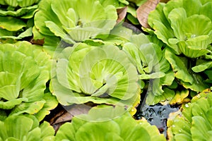 Hydrophyte floating on the water