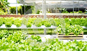 Hydroponic agriculture farm and vegetable fresh green.