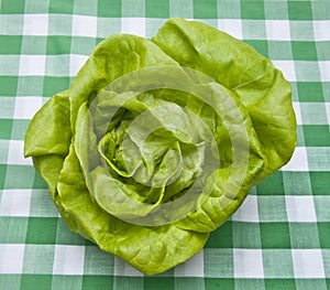 Hydroponic Bibb Lettuce