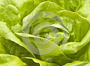 Hydroponic Bibb Lettuce photo