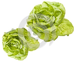 Hydroponic Bibb Lettuce