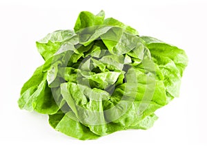 Hydroponic bibb lettuce