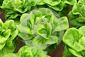 Hydroponic butterhead lettuce