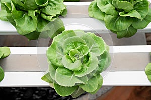 Hydroponic butterhead lettuce growing in greenhouse. Healthy, diet and clean food concept