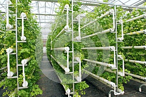 Hydroponic celery