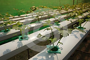 Hydroponic of Celery farm growing in greenhouse. Interior of the farm hydroponics. Vegetables farm in hydroponics.