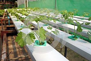 Hydroponic of Celery farm growing in greenhouse. Interior of the farm hydroponics. Vegetables farm in hydroponics.